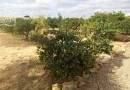 Other areas (San Javier), Finca #CQ-SO-98682