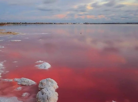 Torrevieja (Lago Jardín II), Bungalow #RD-N6848