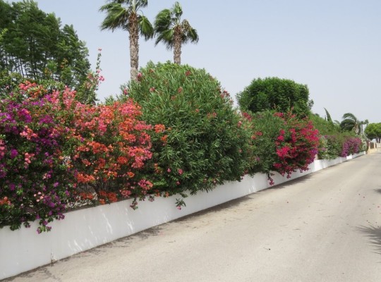 Dolores, Finca #CQ-SD-47199