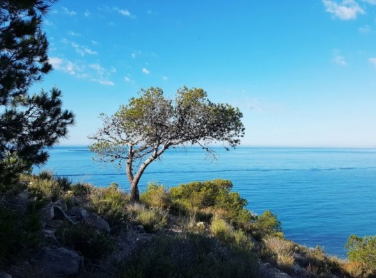 Villajoyosa (Playa Les Torres), Apartment #CQ-00-73244