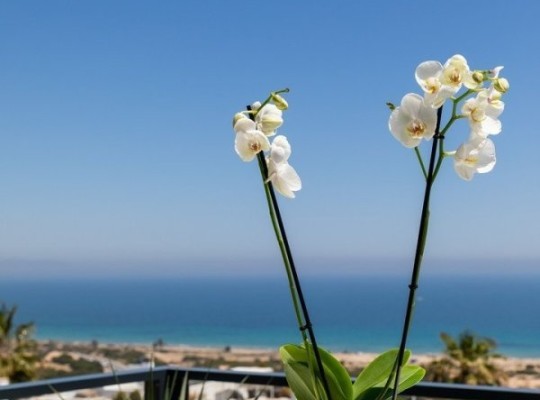 Santa Pola (Gran Alacant), Apartment #CQ-00-75261