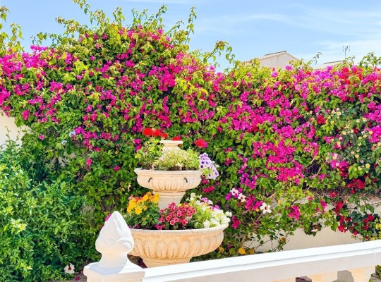 Punta Prima, Villa #CQ-OC-61215