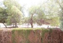 Orihuela Costa (Punta Prima), Bungalow #CQ-JM-52256