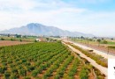 Callosa De Segura, Finca #CQ-SL-23062
