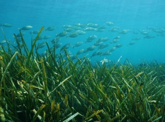 Other areas (Racó Del Galeno), Villa #CQ-00-31046